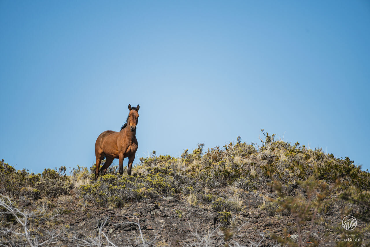 Fauna Cerro Castillo